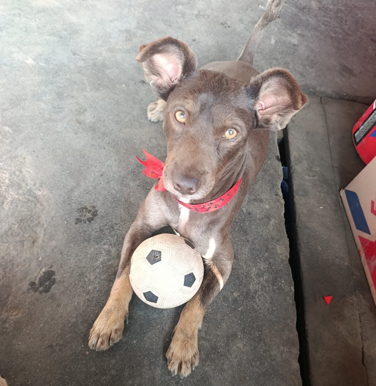 Foto de Rocky